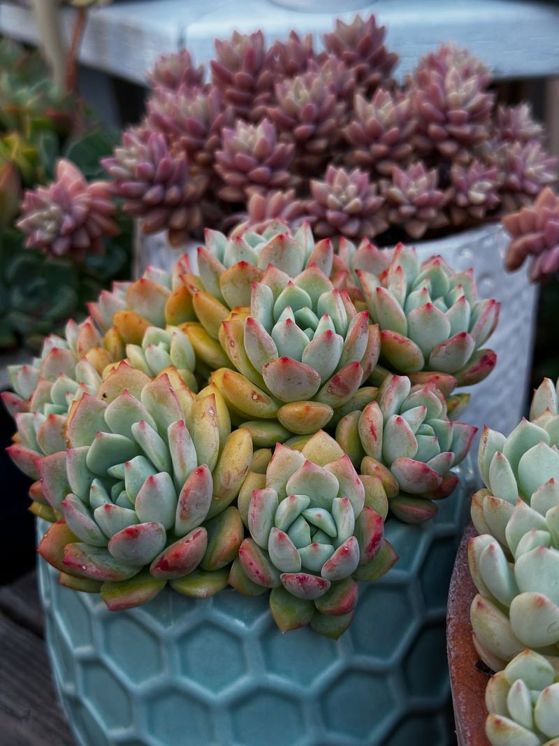 Heat-Loving Succulent Showcase