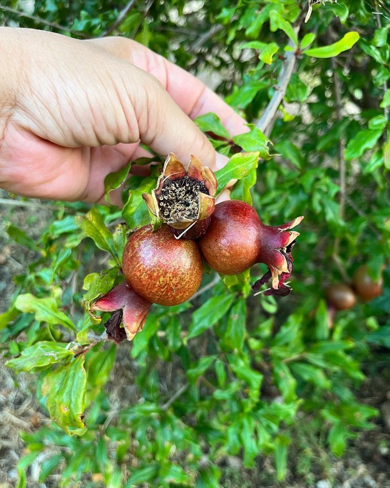 12. Pomegranate
