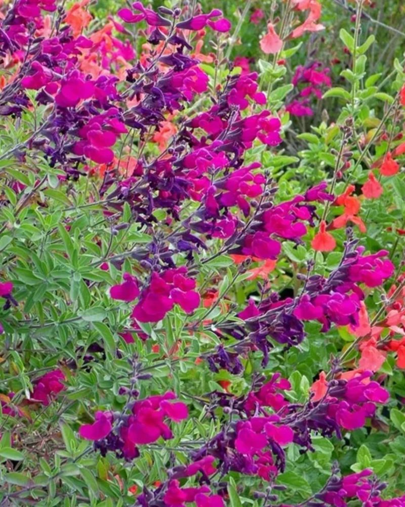 12. Autumn Sage (Salvia greggii)