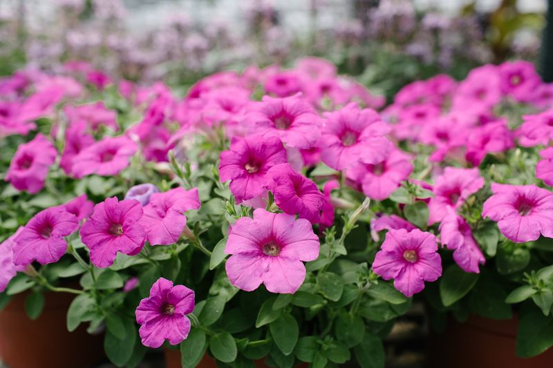 12. Petunias