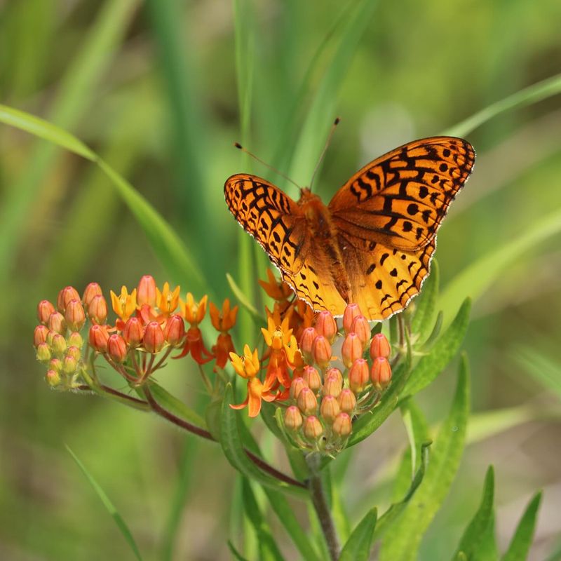 12. Pollinator Paradise Pot