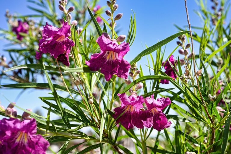 desert willow plant in bloom