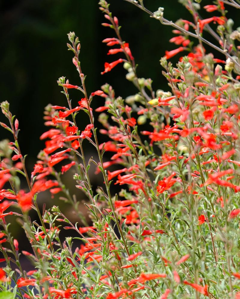 Fiery Red Penstemons