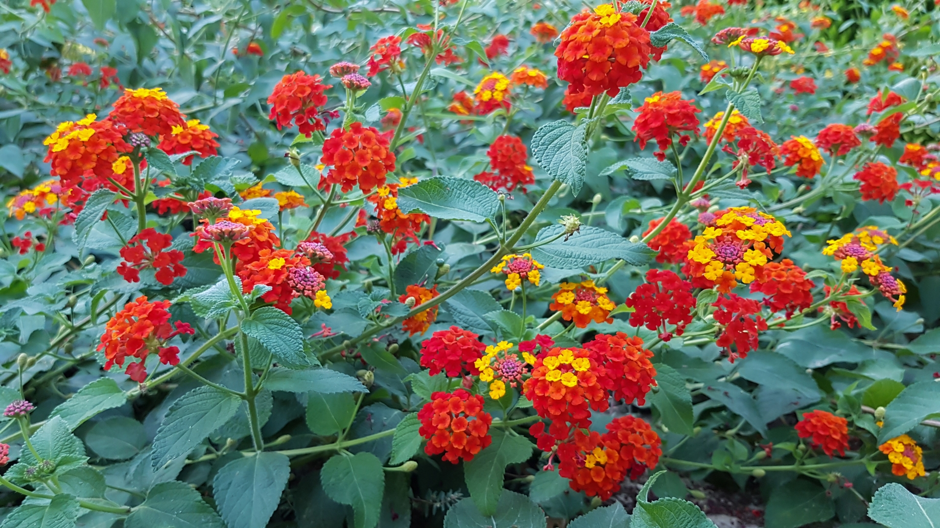 12 Heat-Tolerant Plants Still Blooming Strong In Nevada This Month