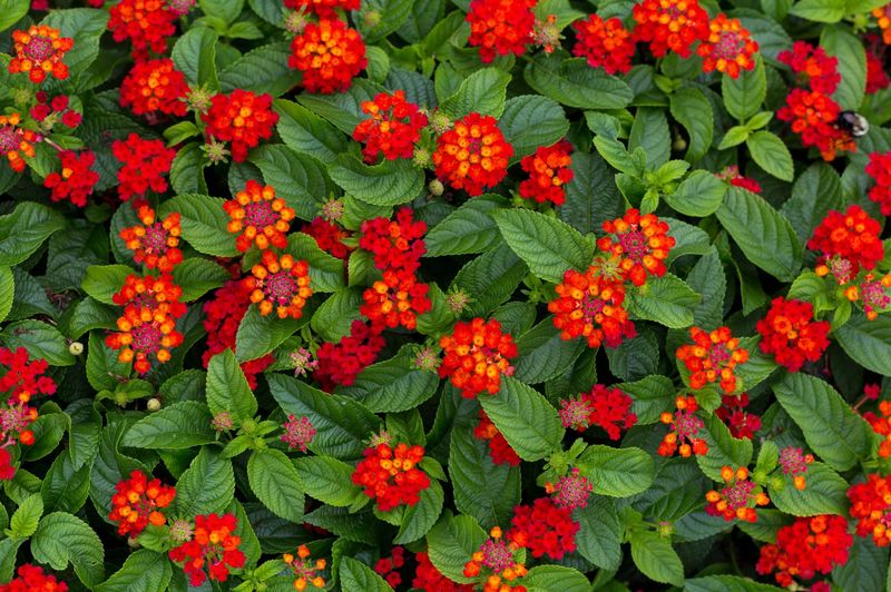 Lantana