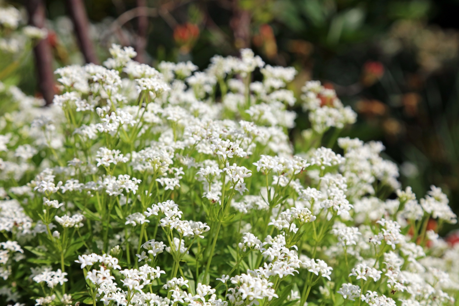 12 Plants That Only Smell Good Up Close In Oregon Shade Gardens
