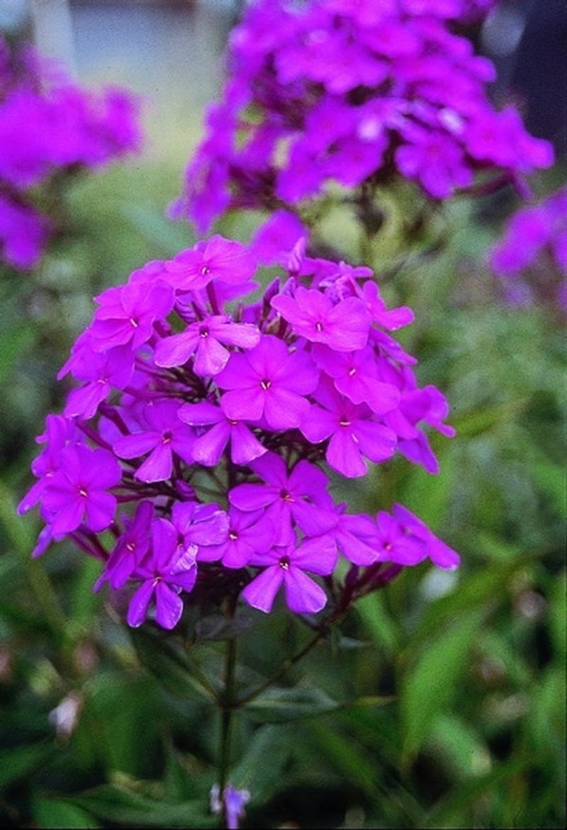 13. Phlox 'Robert Poore' (Phlox paniculata)