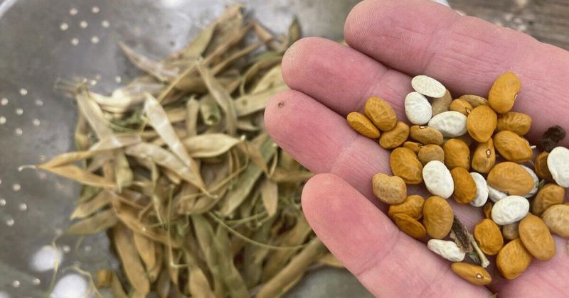 14. Tepary Beans
