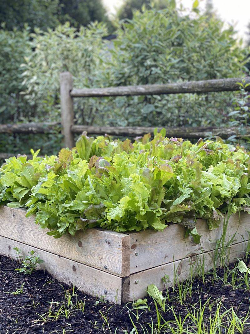 14. Edible Salad Bowl