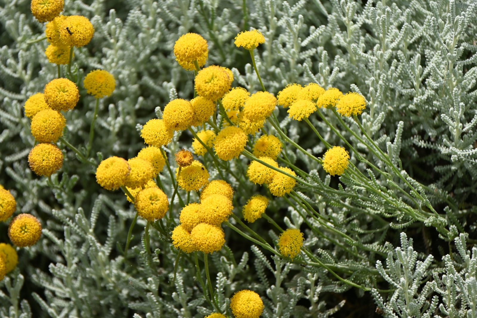 14 Herbs For Flowerbeds In Utah’s Dry Climate