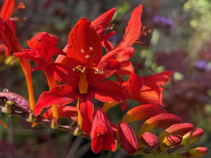 15. Crocosmia 'Lucifer' (Crocosmia × crocosmiiflora)