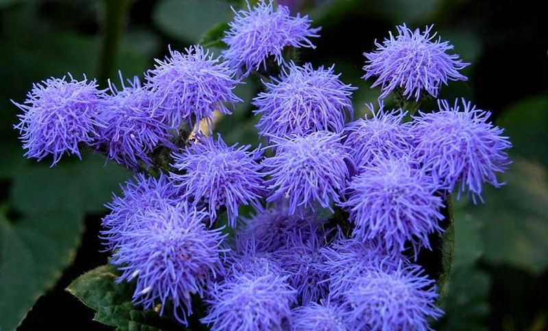 15. Ageratum