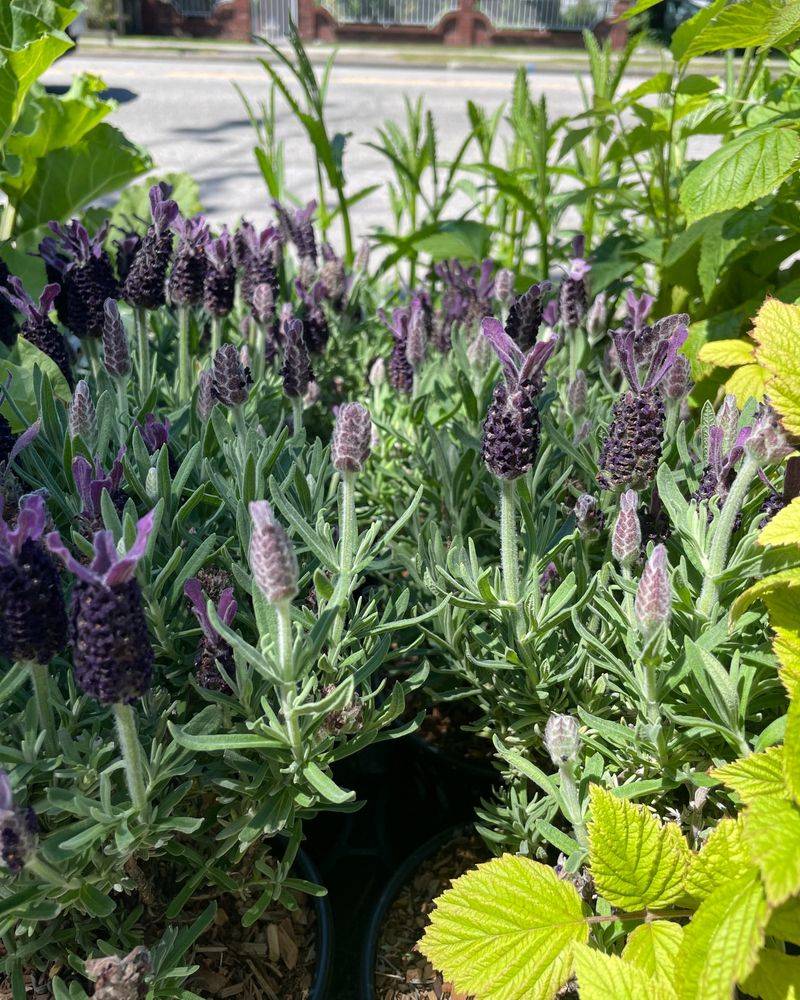 15. Drought-Tolerant Mediterranean Herbs