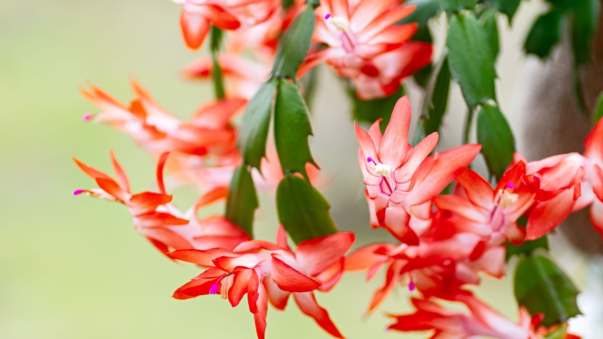 thanksgiving cactus