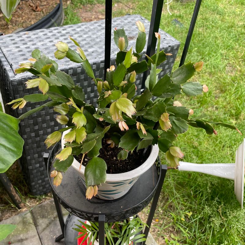 Morning-Only Watering Schedule