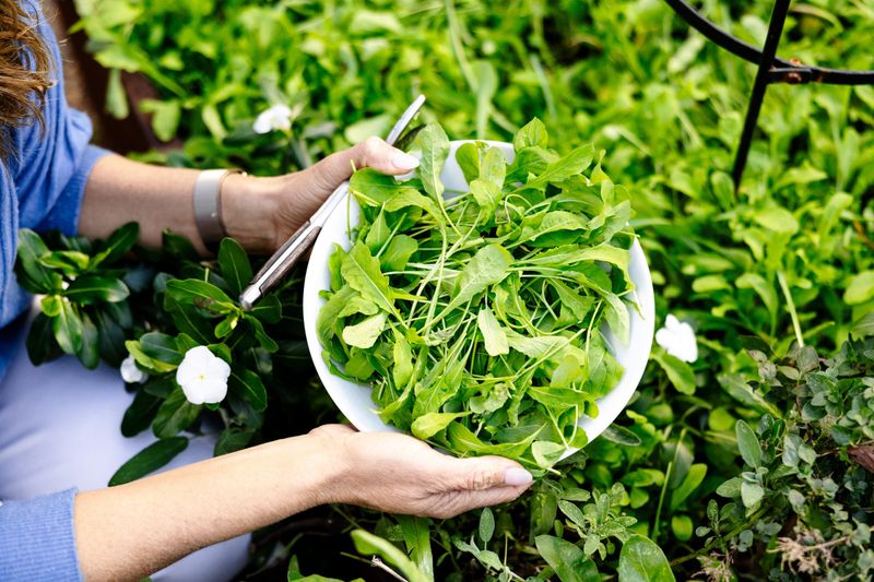 Sow Fast-Growing Greens Now