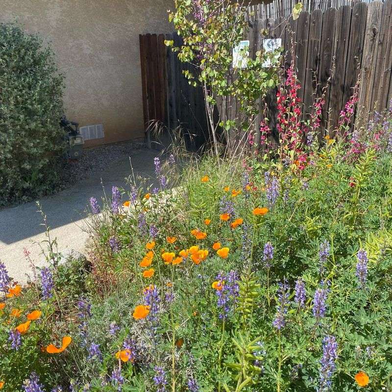 Scatter Native Wildflower Seeds
