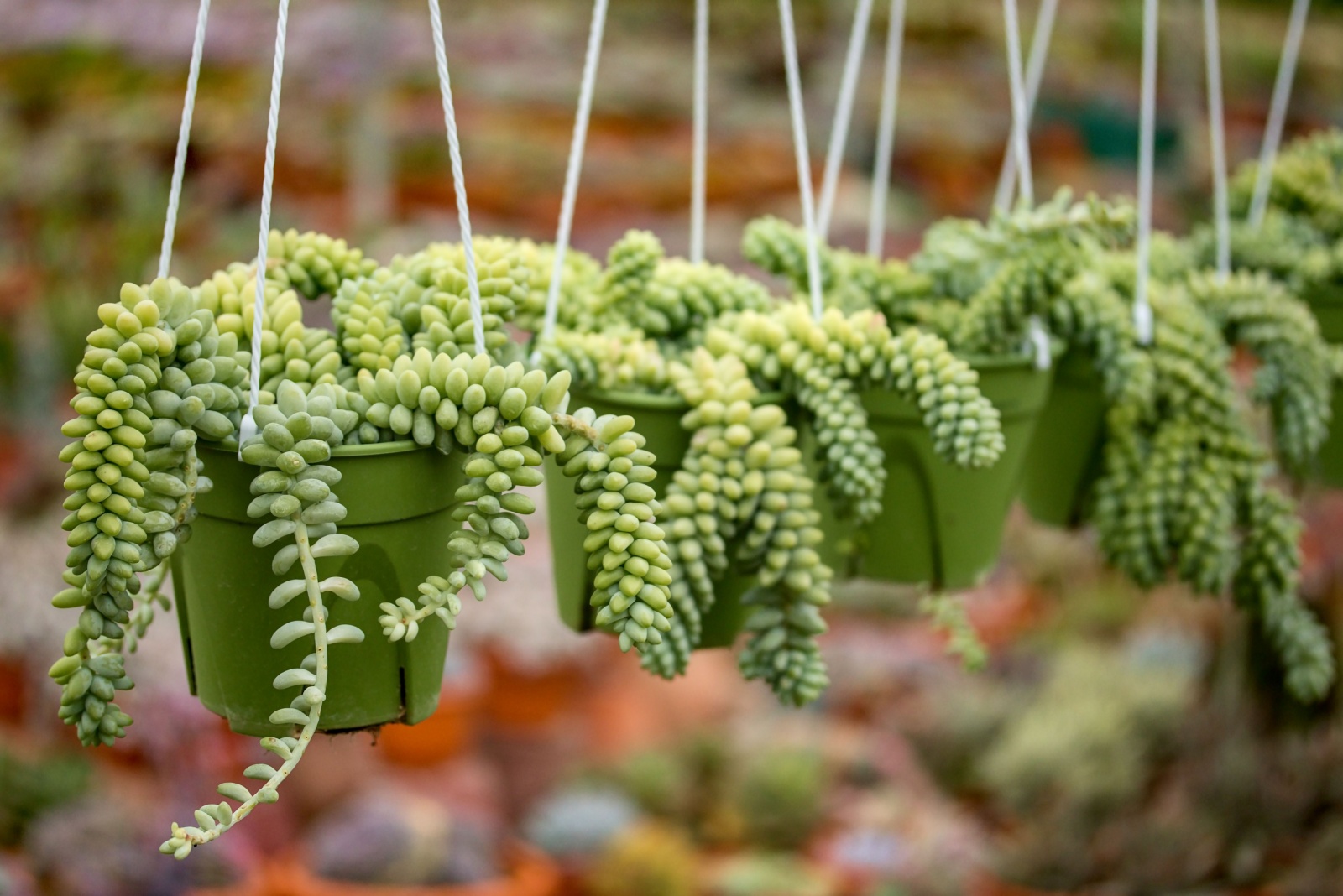 15 Container Plants That Survive Two Weeks Without Water In Arizona