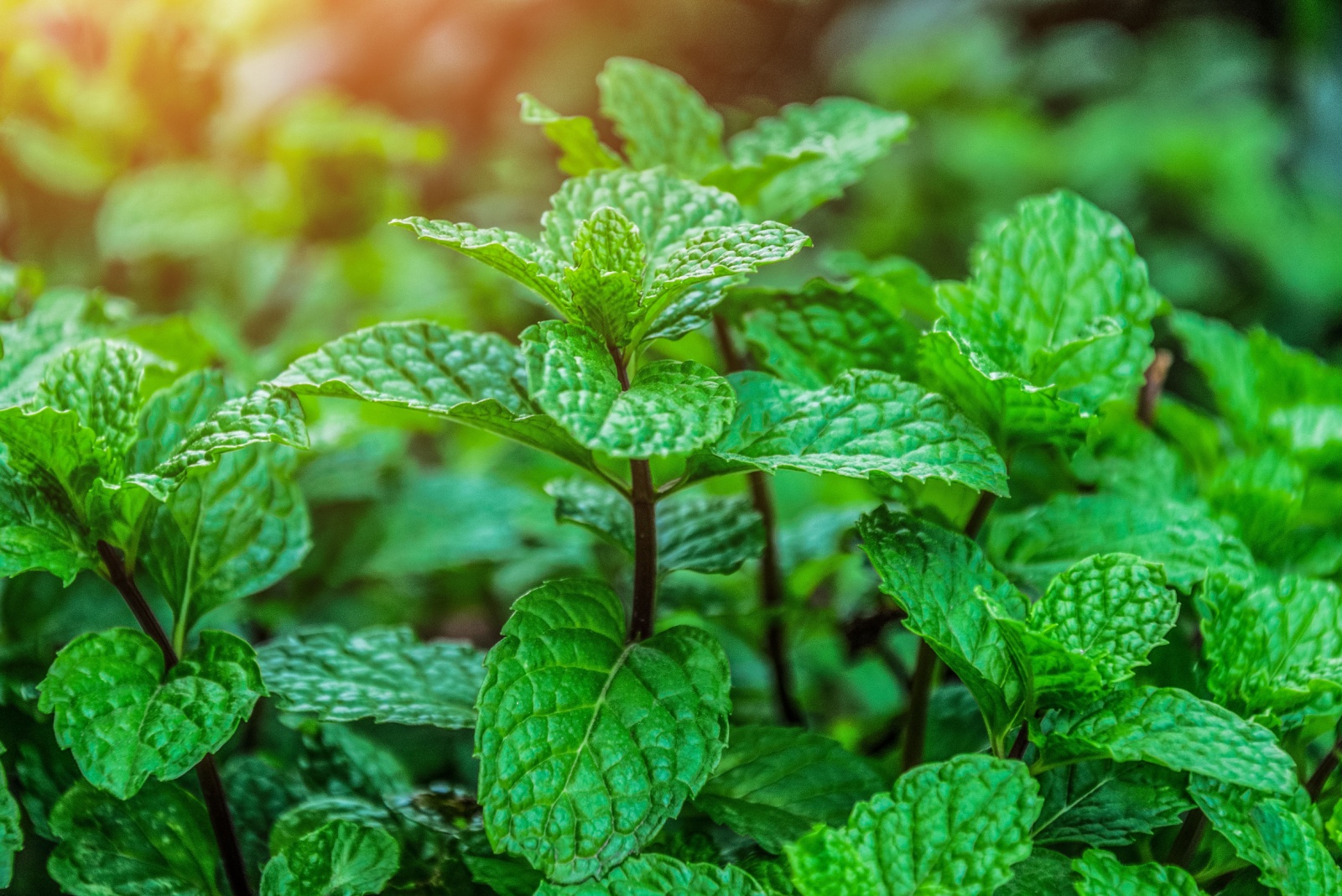 mint plant (featured image)