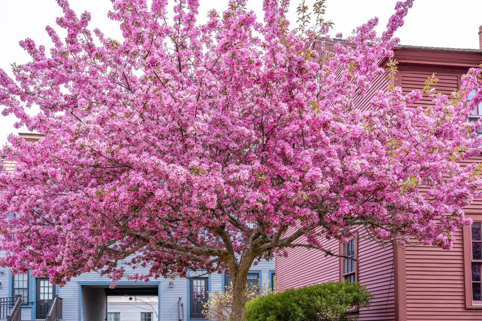 15 Eastern Redbud Tree Care Tips For Tennessee Yards