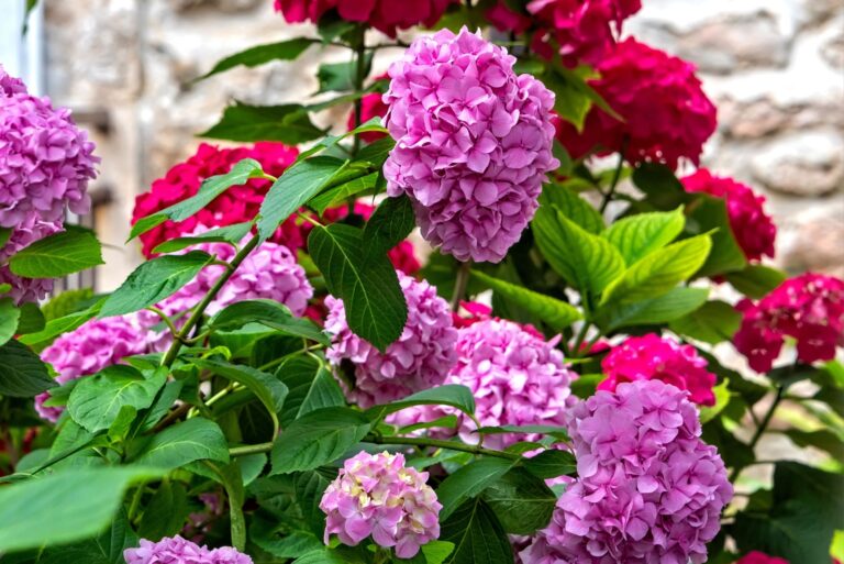 dark pink hydrangea (featured image)