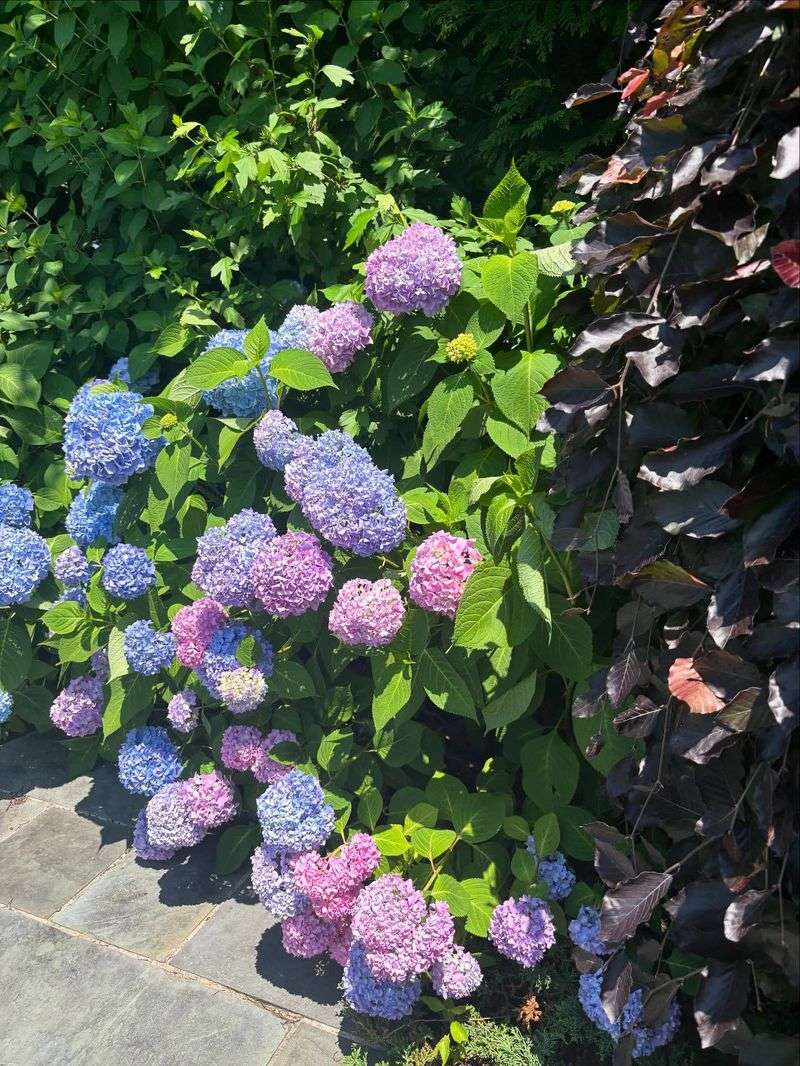 All Hydrangeas Need Acid Soil To Turn Blue