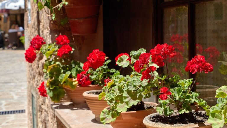 geranium in clay pot display (featured image)