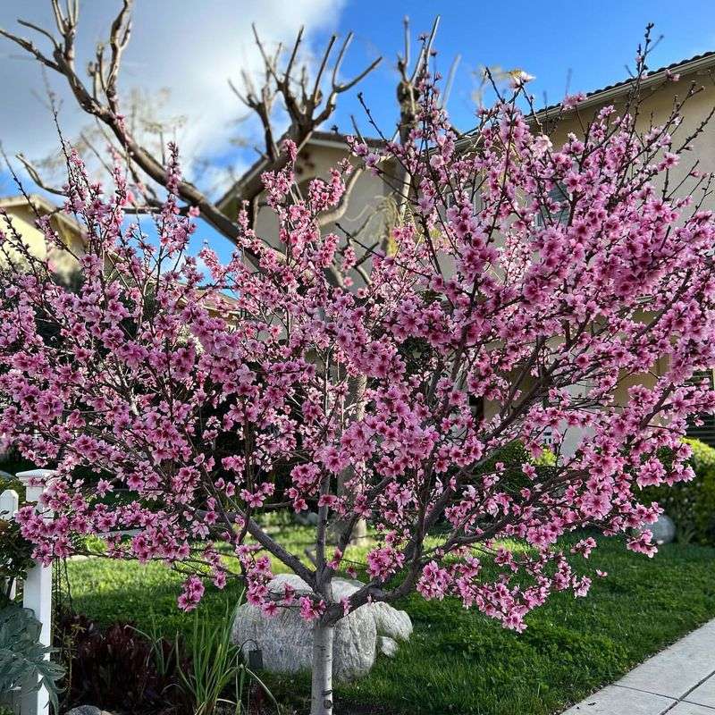 Peach Tree Prominence