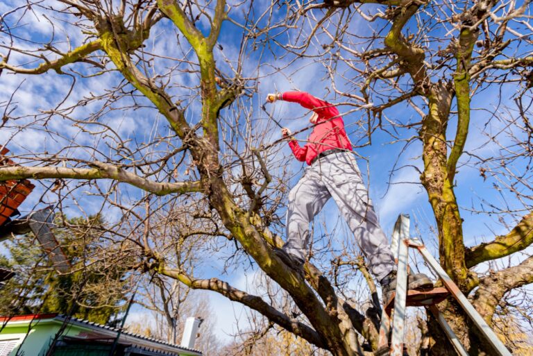 man prunes a tree (featured image)