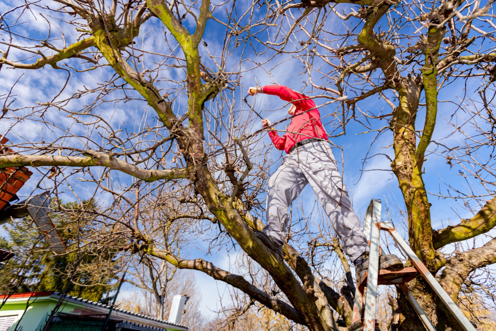 15 Signs It’s Time To Remove A Tree From Your Yard In Oregon