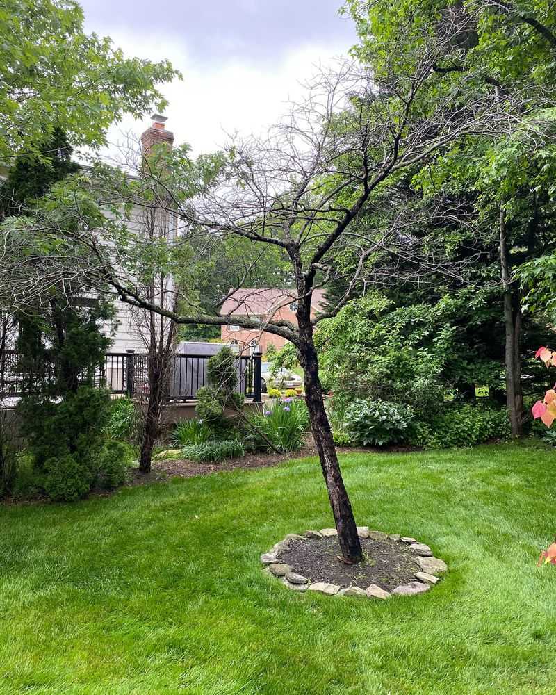 Leaning Tower of Timber