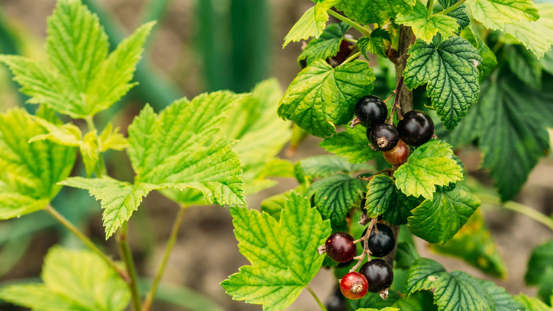 15 Steps To Prepare Berry Plants For Fall And Winter In Washington State