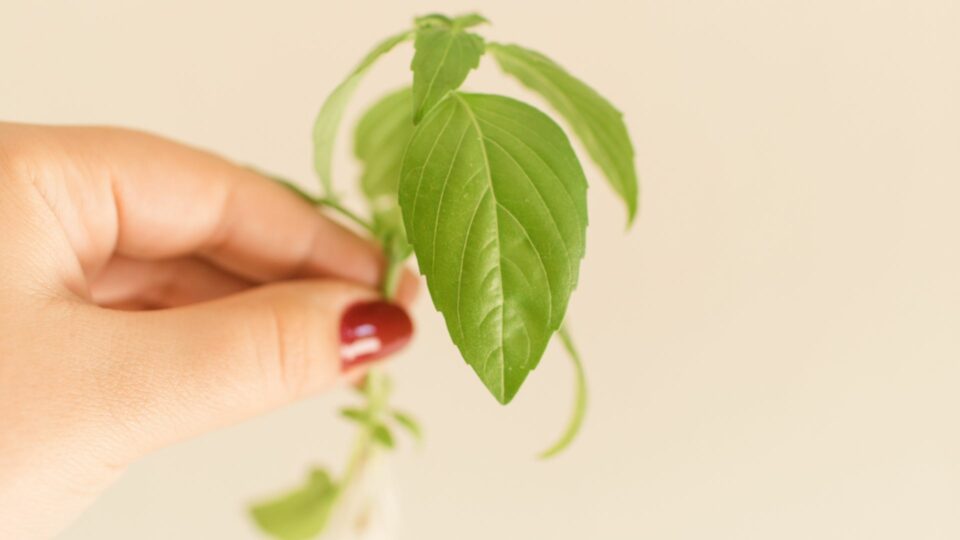 15 Steps To Propagate Basil At Home (And Never Buy It Again)