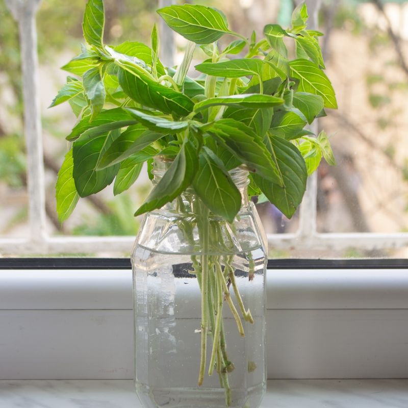 Select A Healthy Parent Plant