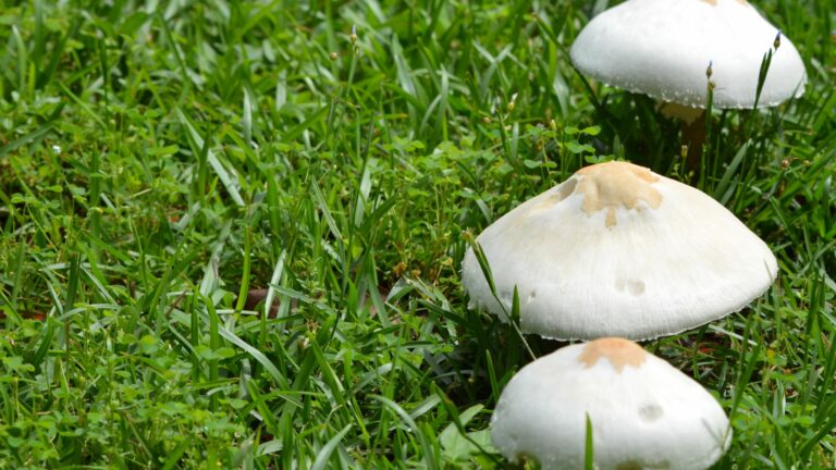 white mushrooms in yard