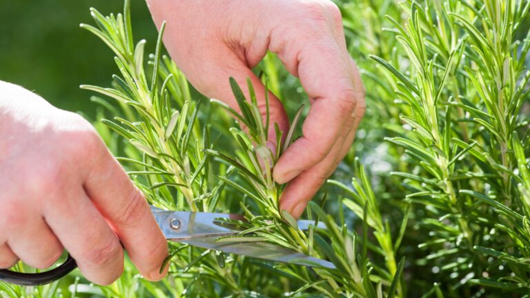 garden harvests a rosemary plant