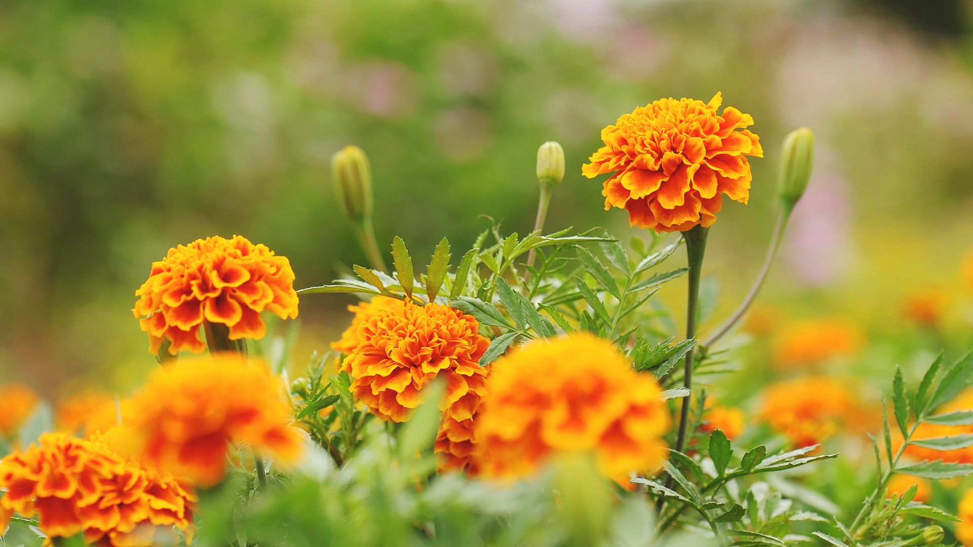 15 Ways Planting Marigolds Can Keep Mosquitoes Out Of Your Garden