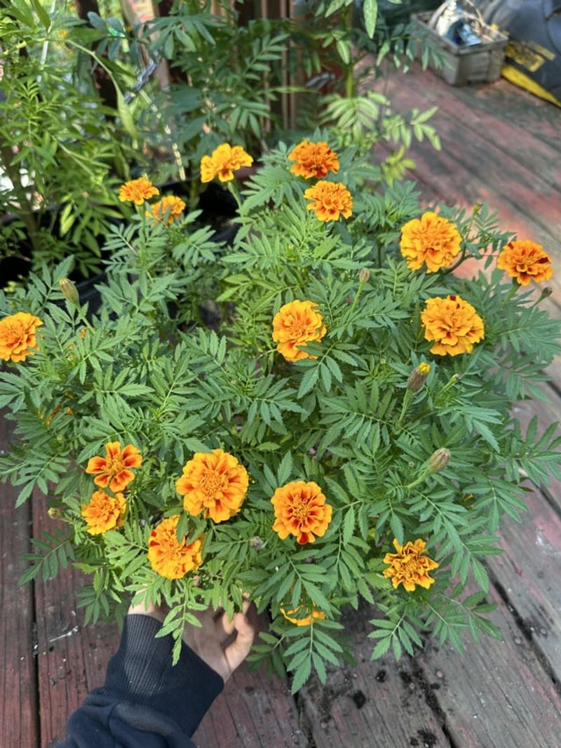 Natural Pyrethrum Power