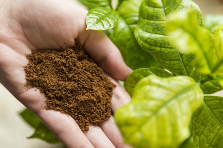 gardener holds a spice for houseplants (featured image)