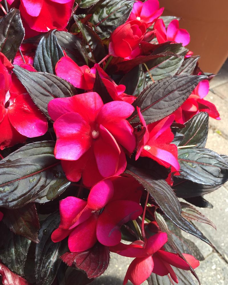 16. Impatiens New Guinea
