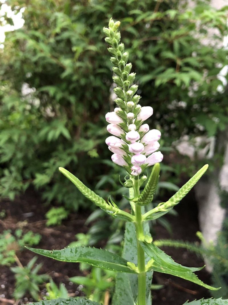 16. Obedient Plant (Physostegia virginiana)