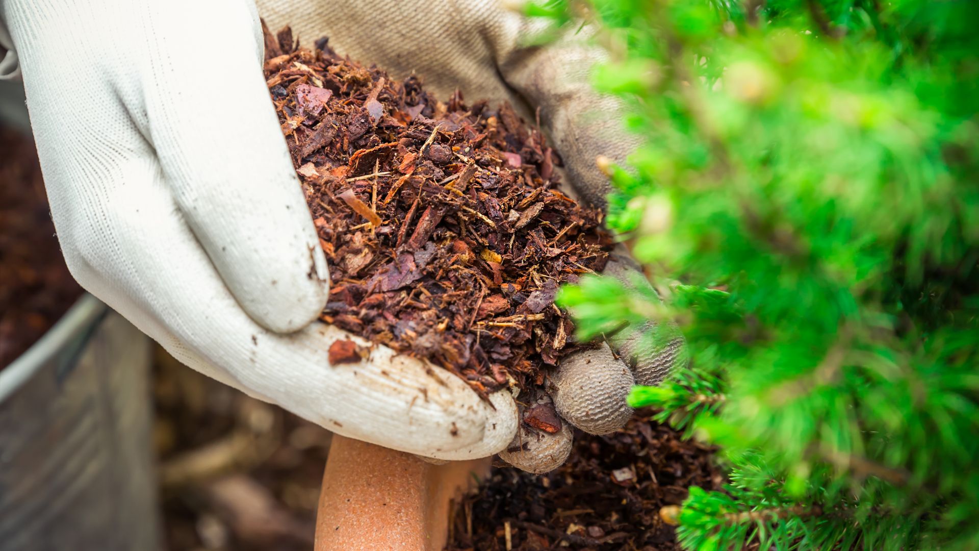 16 Big Mistakes Ohio Gardeners Make Every August (And How To Avoid Them)