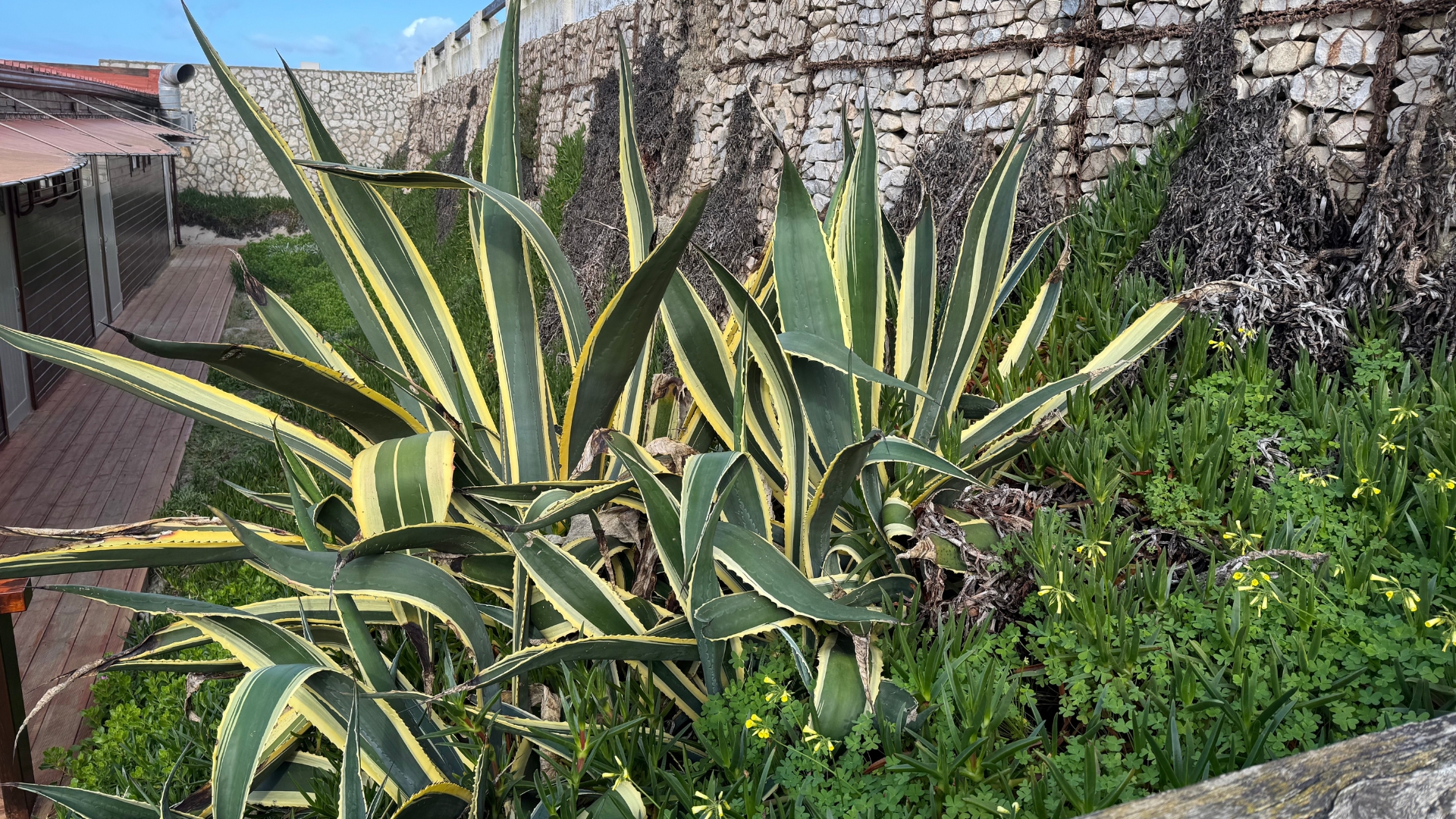 16 Drought-Tolerant Perennials For New Mexico Yards