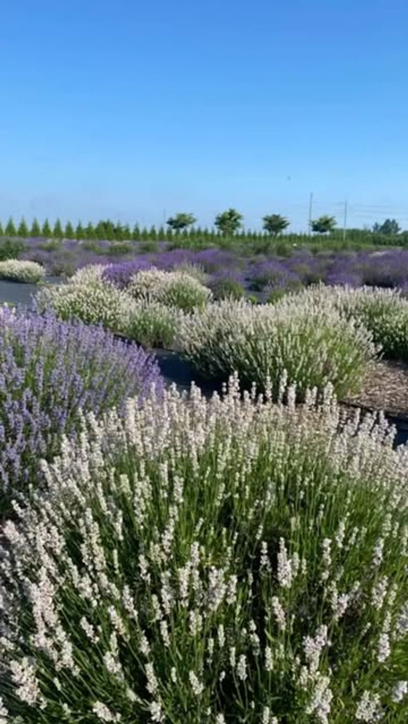 Lavender
