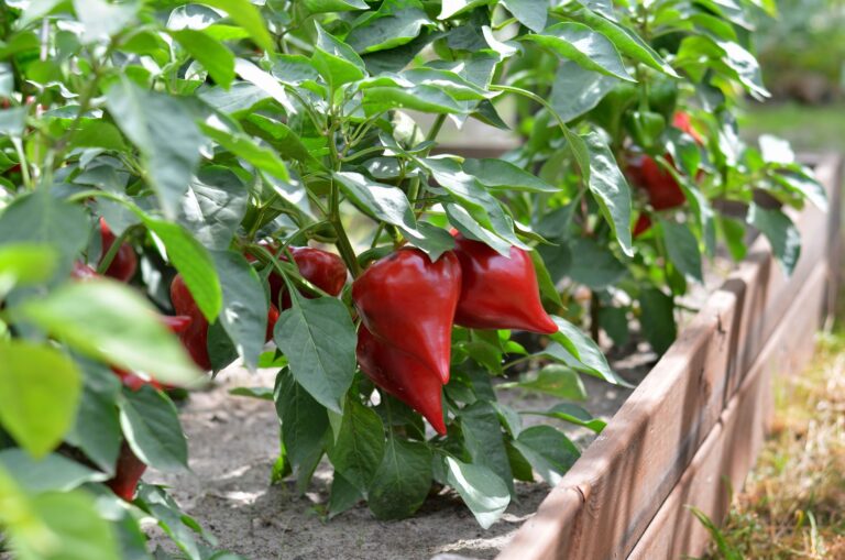 pepper plant raised bed (featured image)