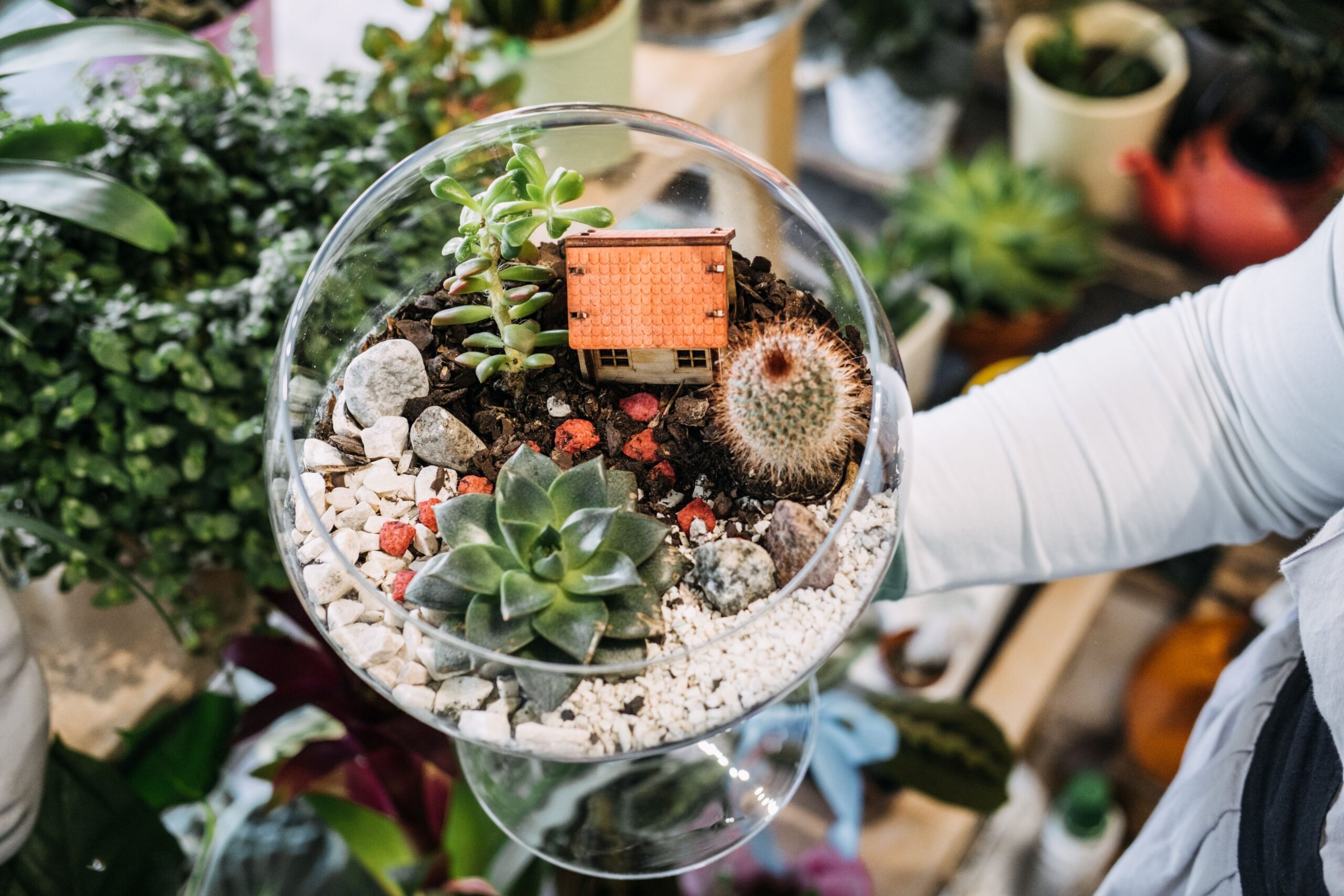 succulent arrangement in a wine glass