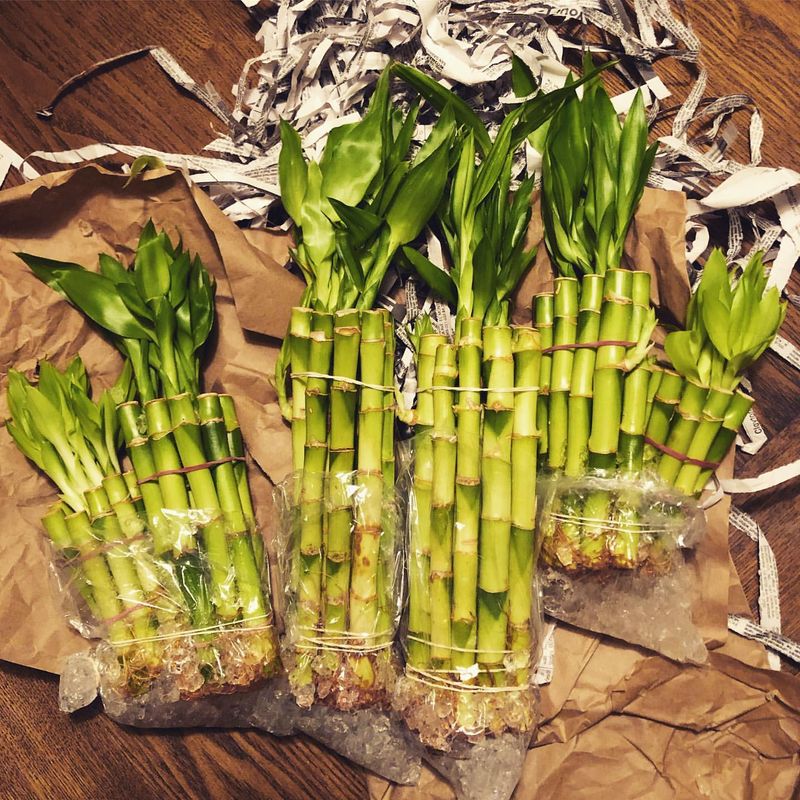 Lucky Bamboo