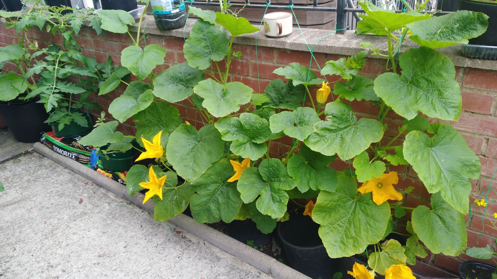 16 Reasons Gardeners Are Pruning Squash Right Now