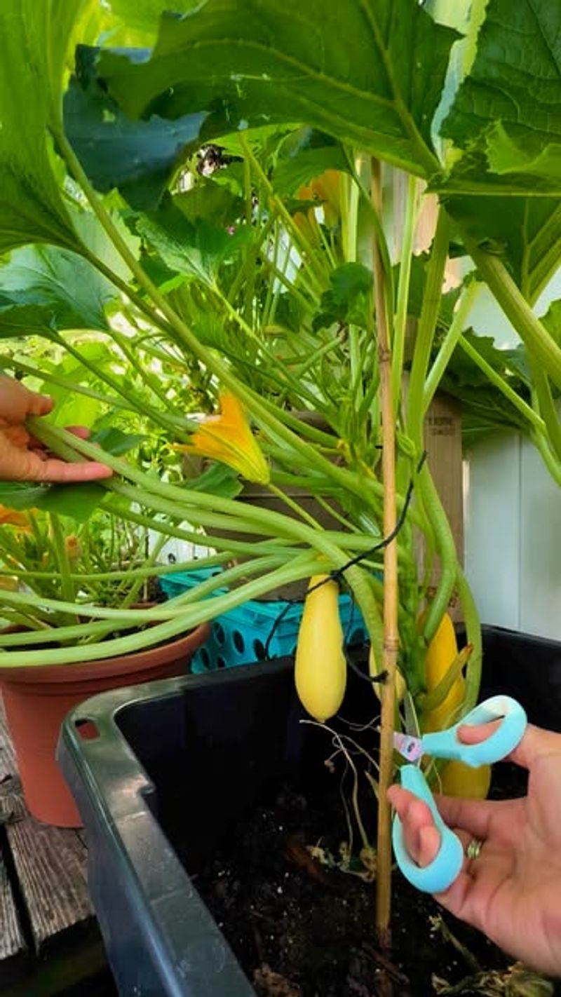 Maximizing Fruit Production