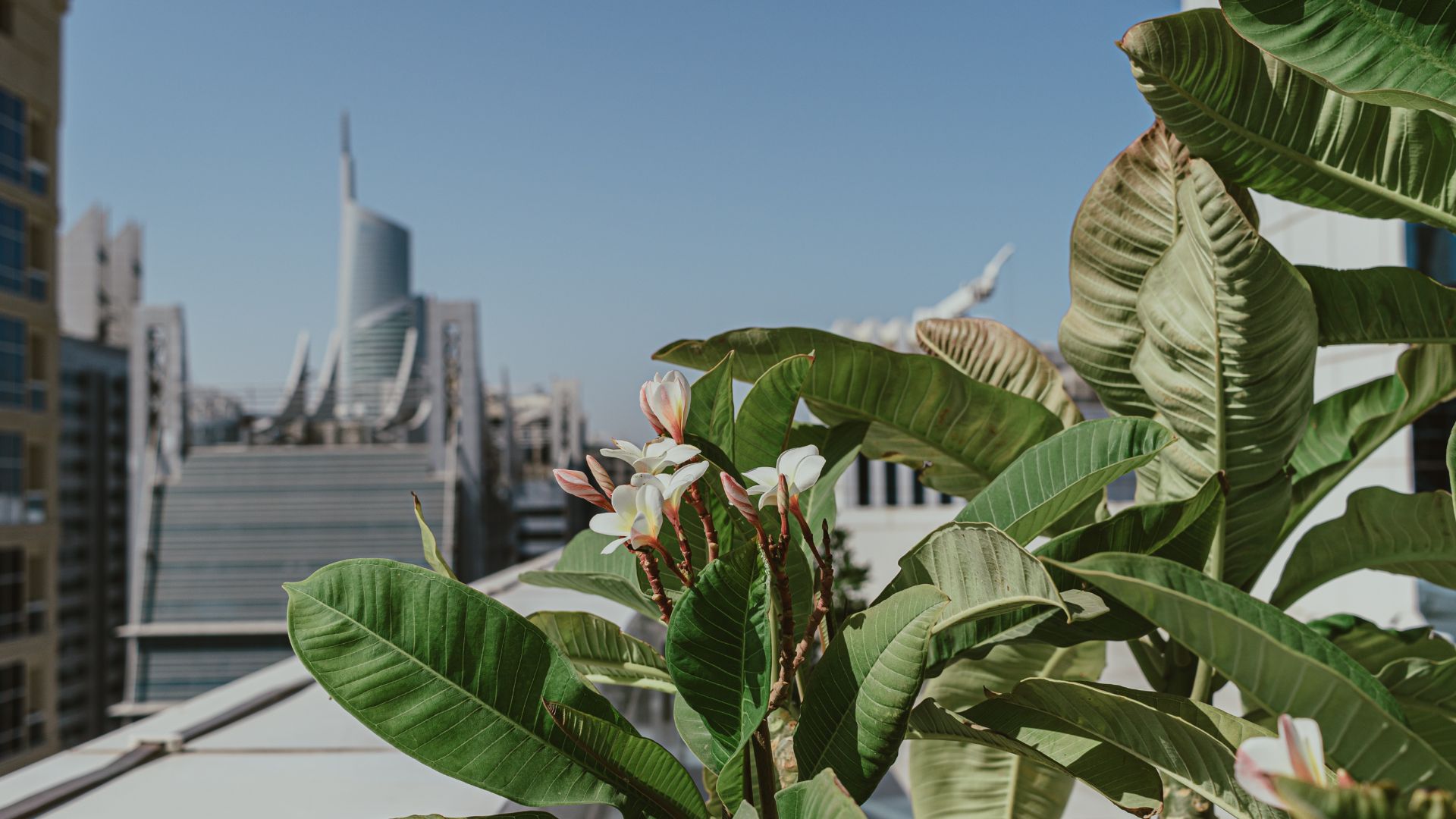 16 Steps To Create A Rooftop Garden In New York